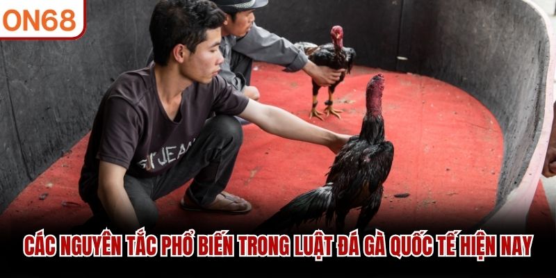 Các nguyên tắc phổ biến trong luật đá gà quốc tế hiện nay
